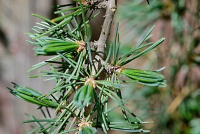 Cedrus deodara 'Pendula'- cedr himalájský - jarní větévka